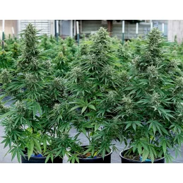Cosmos F1 CBD - Royal Queen Seeds - F1 Hybrid Auto CBD - WWW.SEEDS-BANK.CZ