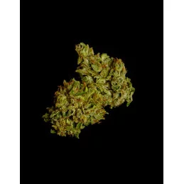 Cosmos F1 CBD - Royal Queen Seeds - F1 Hybrid Auto CBD - WWW.SEEDS-BANK.CZ