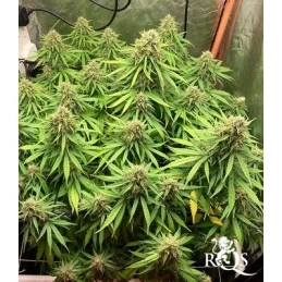 Cosmos F1 CBD - Royal Queen Seeds - F1 Hybrid Auto CBD - WWW.SEEDS-BANK.CZ