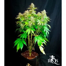 Cosmos F1 CBD - Royal Queen Seeds - F1 Hybrid Auto CBD - WWW.SEEDS-BANK.CZ