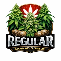 Dutch Passion regular semena | SEEDS-BANK.CZ