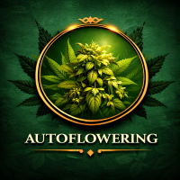 Autoflowering - samonakvétací semena