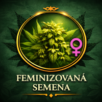 Feminizovaná semena