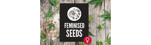 Feminized seeds