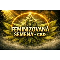 Feminizovaná semena - CBD