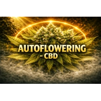 Autoflowering - CBD samoknakvétací semena